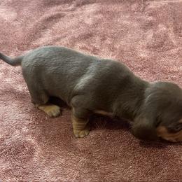 Choc and tan girl 2 - Chocolate and tan female Dachshund puppy in Saint Jo, Texas from Reeves Dashing-Hounds