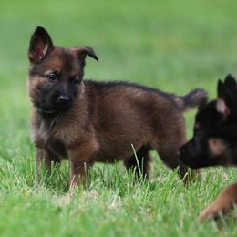 Light Blue Collar - Sable female German Shepherd puppy in Prospect, Connecticut from Di Massimo Canile
