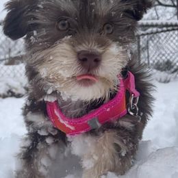 Havanese from Shenandoah Havanese