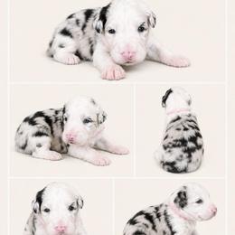 Girl 3 - Merle female Sheepadoodle puppy in Mesa, Arizona from Desert Sheepies and Doodles