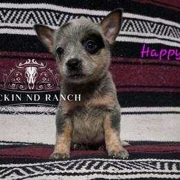 Happy - Blue female Australian Cattle Dog puppy in Silsbee, Texas from Rockin ND Ranch