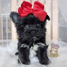Rare Korean Te Ka - female Companion Cross puppy in Barren Springs, Virginia from Seeking Shalom Acres Maltese, Maltipoos & Havamalts