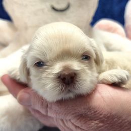 JACOB - Gold and white male Shih Tzu puppy in Candler, North Carolina from Pup-Tzu WNC