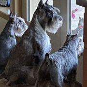 Miniature Schnauzers and Standard Schnauzers from Southcross Miniature Schnauzers and Standard Schnauzers