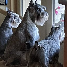 Miniature Schnauzers and Standard Schnauzers from Southcross Miniature Schnauzers and Standard Schnauzers