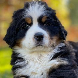 Bernese Mountain Dogs from Powder Keg Farm