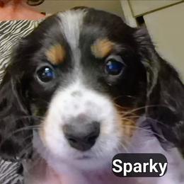 SPARKY - Piebald male Dachshund puppy in Bangs, Texas from Lickin'bach Miniature Dachshunds