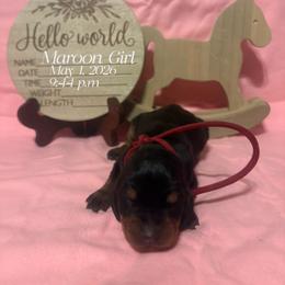 Maroon girl - Black and tan female Black and Tan Coonhound puppy in Pueblo, Colorado from BT Coonhound