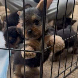 Oscar - Black and tan male Norwich Terrier puppy in Groesbeck, Texas from Ranch 4M