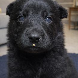German Shepherd puppies from Ray Ranch, LLC