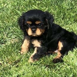 Cavalier King Charles Spaniel Puppies from MoxMox Cavaliers