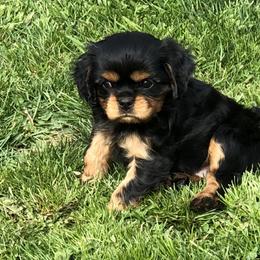 Cavalier King Charles Spaniel Puppies from MoxMox Cavaliers