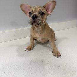 Blondie - Cream female French Bulldog puppy in Livermore, California from Spoiled Frenchies