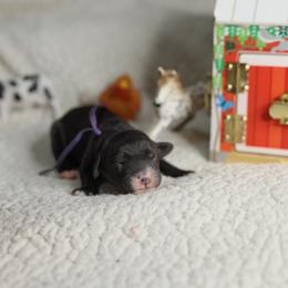 Duck - Black and white female Bernedoodle puppy in Seffner, Florida from TOP NOTCH PUPS- BERNEDOODLE BREEDER