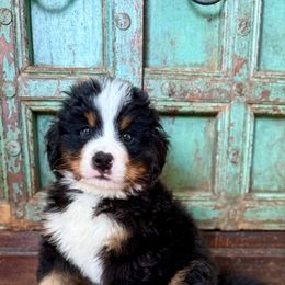 Green collar boy - Black rust and white male Bernese Mountain Dog puppy in Altura, Minnesota from Bluffside Berners