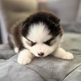 Oreo - Black and white female Pomsky puppy in West Sacramento, California from Pinkie's Pomskies