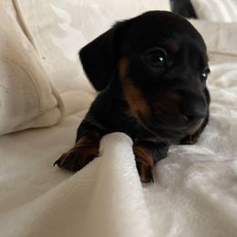 Dachshund Puppies from Cogsworth Cromwell Dachshunds of South West Michigan