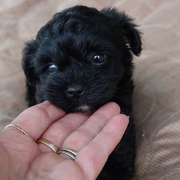 Drake - Black male Maltipoo puppy in Lebanon, Kentucky from Mosaic Merle Doodles