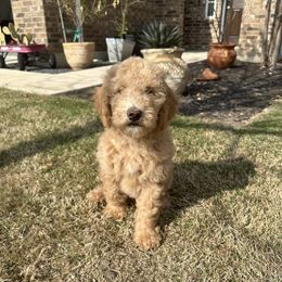 Goldendoodle Puppies from Johnson & Co Doodles
