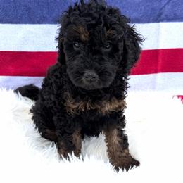Creek - Phantom male Goldendoodle puppy in Spokane, Washington from Goldendoodles on the Prairie