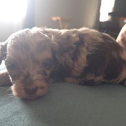 Girl 4 - Chocolate and white female Havapoo puppy in Medina, Ohio from Momma's Minis