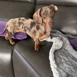 Poppi - Dachshund