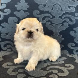 Santa - White male Pekingese puppy in Mustang, Oklahoma from Ashlyn's Pups