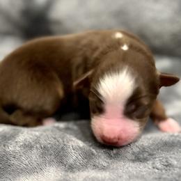 Gadget - Red tri-color male Miniature American Shepherd puppy in Rindge, New Hampshire from Lil' Bit Aussie