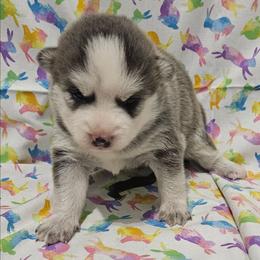 Daisy - Blue female Pomsky puppy in Stover, Missouri from Lx2 County Line Pomskies