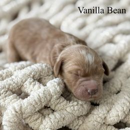 Boy 1 - Apricot male Goldendoodle puppy in Washington, Illinois from Lola Bear Goldendoodles