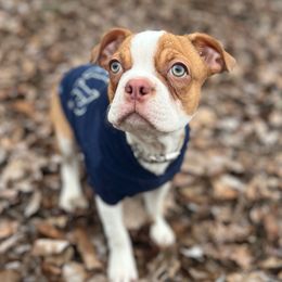 Cap - Boston Terrier