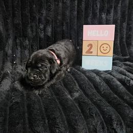 Hot pink collar - Black female Cane Corso puppy in Fritch, Texas from Carrie Brown's Cane Corsos