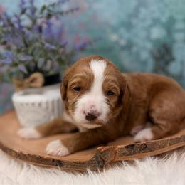 Sybil - Red female Australian Labradoodle puppy in Brush Prairie, Washington from Fancy Pants Labradoodles