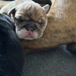 Bernedoodle and Bulldog Puppies from BreDoodles English Bulldogs & Bernedoodles