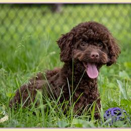 Chestnut - Brown and tan male Cockapoo puppy in Connersville, Indiana from Deaz Doodle Ranch