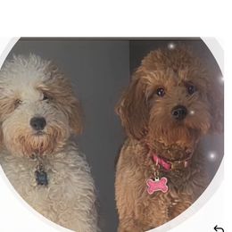 Pepper - Goldendoodle