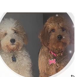 Pepper - Goldendoodle