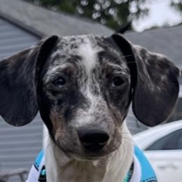 Lutefisk - Dachshund