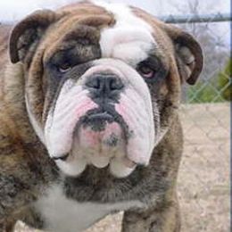Bulldogs and Chihuahuas from S & T’s Chi’s