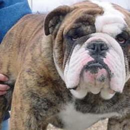 Bulldogs and Chihuahuas from S & T’s Chi’s