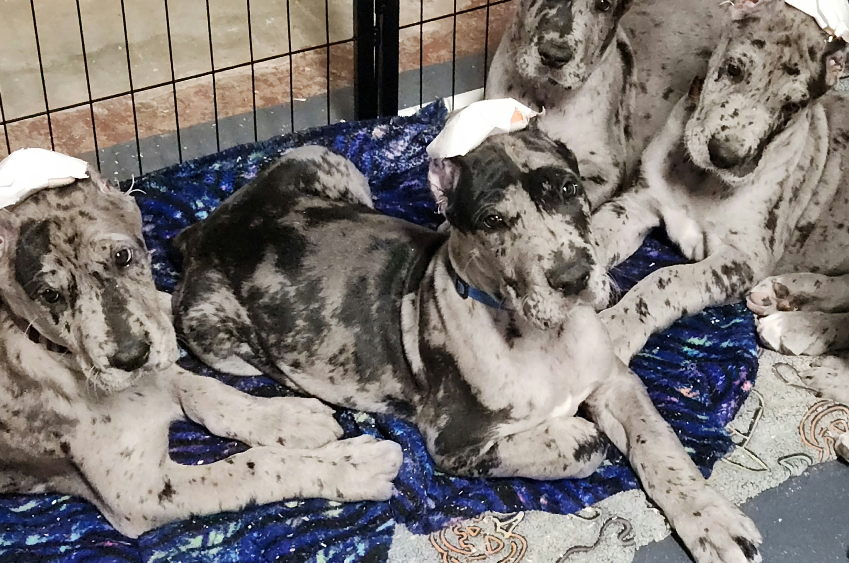 Marsellus Wallace - Merle male Great Dane puppy in Miamisburg, Ohio from Iron Horse Kennel