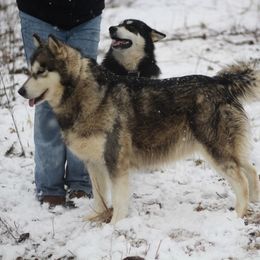 Regal - Sable and white female Alaskan Malamute puppy in Independence, Virginia from New River Valley Malamutes