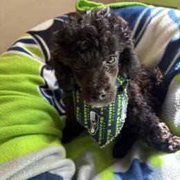 Rose - Black female Poodle puppy in Burien, Washington from South Sound Doodles
