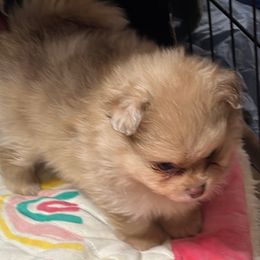 Pomeranian Puppies from Pomeranian Pups