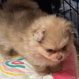Pomeranian Puppies from Pomeranian Pups