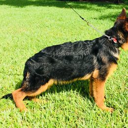 German Shepherd Puppies from Finca Vom Chaveco