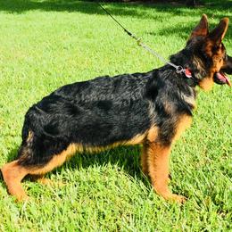 German Shepherd Puppies from Finca Vom Chaveco