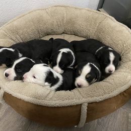 Cardigan Welsh Corgi puppies from Kirstin Booth