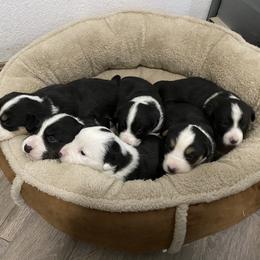 Cardigan Welsh Corgi puppies from Kirstin Booth