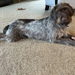 Tess - Wirehaired Pointing Griffon
